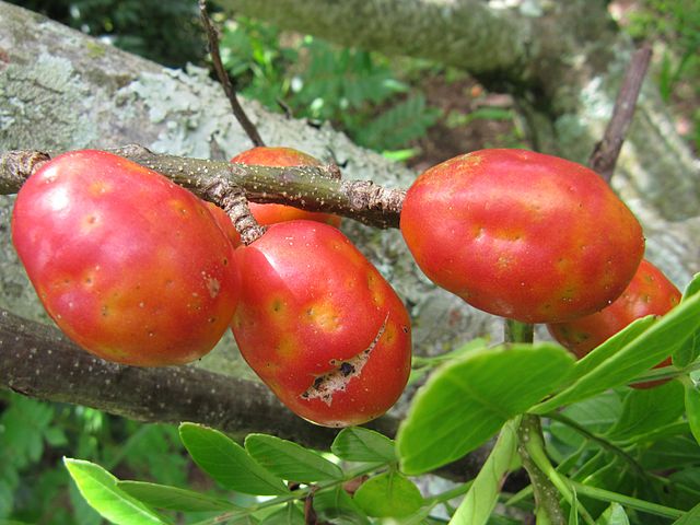 Frutos maduros de Spondias purpurea en rama.