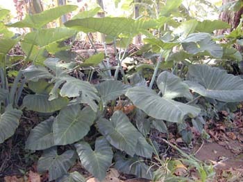 Plantas de Xanthosomas