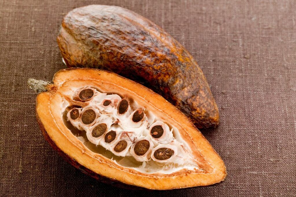 Fruta del cacao