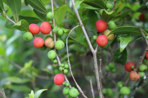 Frutos del arrayán (guavaberry)