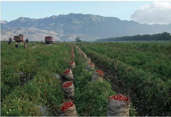 cultivo de tomates en Azua
